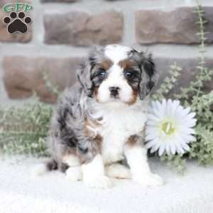 Beau, Cavapoo Puppy